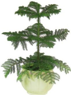 Araucaria Heterophylla i� mekan saks�  Ankara �i�ek ma�azas� , �i�ek�i adresleri 