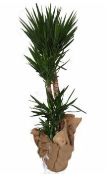 3 l� Yucca i� mekan saks� �i�e�i  Ankara anneler g�n� �i�ek yolla 