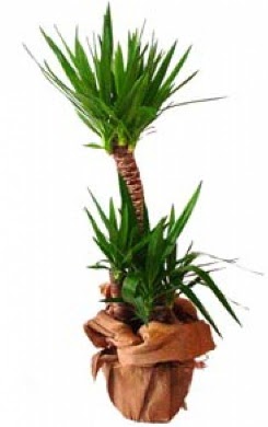 2 li yucca saks� �i�e�i  Ankara �i�ek ma�azas� , �i�ek�i adresleri 