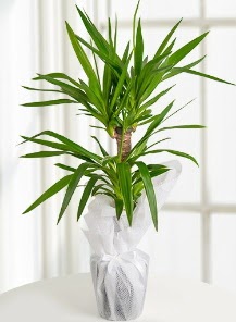 2 li yucca saks� i� mekan bitkisi  Ankara �i�ek sat��� 