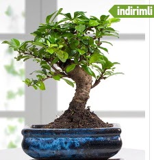 Bonsai japon a�ac�  Ankara �i�ek sat��� 