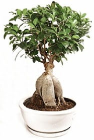 Bonsai japon a�ac� yaprak d�kmeyen  Ankara �i�ek yolla 