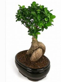 Bonsai saks� bitkisi japon a�ac�  Ankara �i�ek sipari�i sitesi 