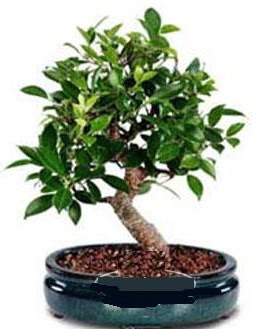 5 ya��nda japon a�ac� bonsai bitkisi  Ankara anneler g�n� �i�ek yolla 
