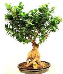 Bonsai Japon a�ac� saks� bitkisi  Ankara �i�ek sipari�i sitesi 
