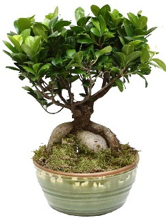 Japon a�ac� bonsai saks� bitkisi  Ankara �nternetten �i�ek sipari�i 