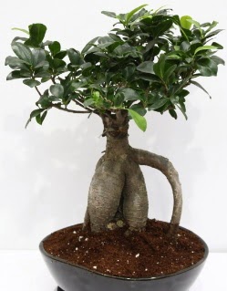 Japon a�ac� bonsai saks� bitkisi  Ankara �i�ek yolla 