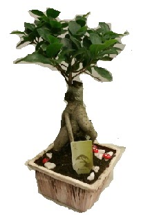 Japon a�ac� bonsai seramik saks�  Ankara �i�ek ma�azas� , �i�ek�i adresleri 