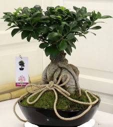Japon a�ac� bonsai sat���  Ankara �i�ek servisi , �i�ek�i adresleri 