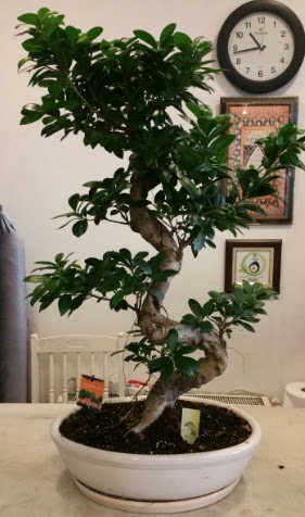 100 cm yksekliinde dev bonsai japon aac  Ankara nternetten iek siparii 