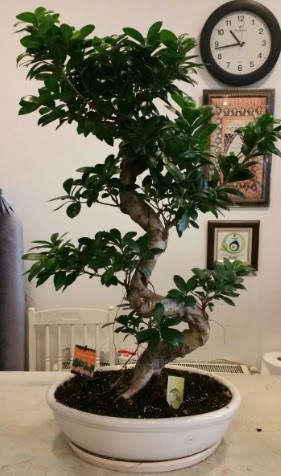 100 cm y�ksekli�inde dev bonsai japon a�ac�  Ankara �nternetten �i�ek sipari�i 