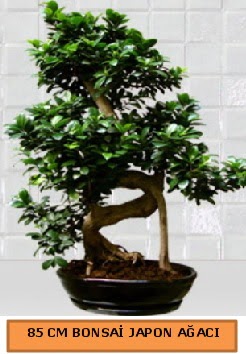 85 CM Japon a�ac� Bonsai saks� bitkisi  Ankara ucuz �i�ek g�nder 