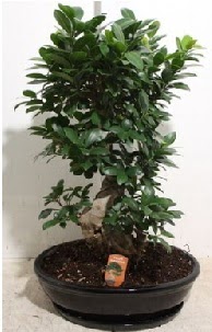 75 CM Ginseng bonsai Japon a�ac�  Ankara hediye �i�ek yolla 