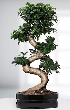 90 CM Japon A�ac� Bonsai saks� �i�e�i  Ankara g�venli kaliteli h�zl� �i�ek 