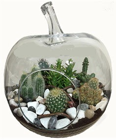 Terrarium tanzim elma camda 5 kakt�s  Ankara �i�ek sipari�i sitesi 