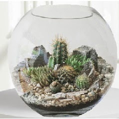 Cam fanus Terrarium 5 kakt�s  Ankara �i�ek ma�azas� , �i�ek�i adresleri 