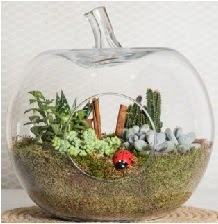 Elma terrarium orta boy 4 kakt�s  Ankara �i�ek sipari�i sitesi 