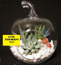 5 kakt�sl� Elma terrarium orta boy  Ankara online �i�ek g�nderme sipari� 