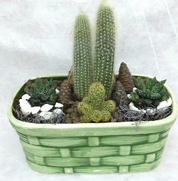 Seramik i�erisinde 5 kakt�sl� terrarium  Ankara �i�ek g�nderme sitemiz g�venlidir 