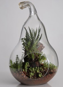 Armut cam k���k boy terrarium  Ankara �i�ek servisi , �i�ek�i adresleri 