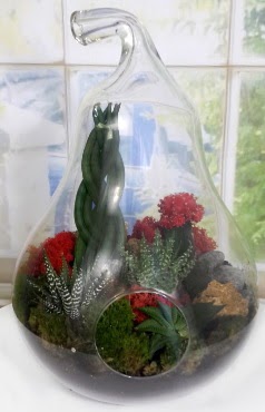 5 adet kakt�s orta boy armut terrarium  Ankara �i�ek sipari�i sitesi 