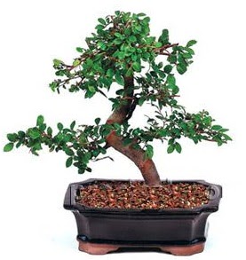 �thal bonsai japon a�ac�  Ankara �i�ek sipari�i sitesi 