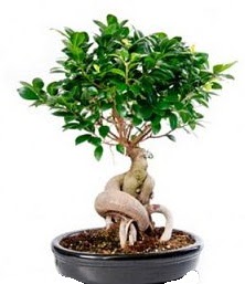 Bonsai japon a�ac� seramik i�inde  Ankara �i�ek�iler 