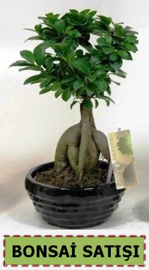 Bonsai japon a�ac� ginseng bonsai  Ankara �i�ek ma�azas� , �i�ek�i adresleri 