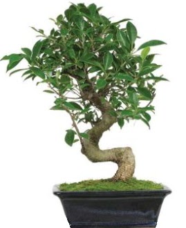 Bonsai saks� bitkisi japon a�ac�  Ankara �i�ek sipari�i vermek 