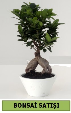 Bonsai japon a�ac� sat���  Ankara �i�ek servisi , �i�ek�i adresleri 