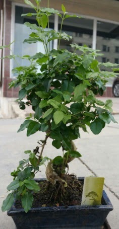 Bonsai japon a�ac� saks� bitkisi  Ankara �i�ek sipari�i vermek 
