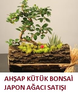 Ah�ap k�t�k i�erisinde bonsai ve 3 kakt�s  Ankara �i�ek�i ma�azas� 