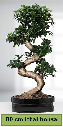 80 cm özel saksıda bonsai bitkisi  Ankara çiçekçi telefonları 