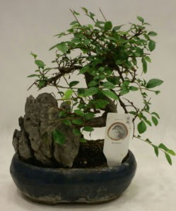 �thal 1.ci kalite bonsai japon a�ac�  Ankara �i�ek sat��� 