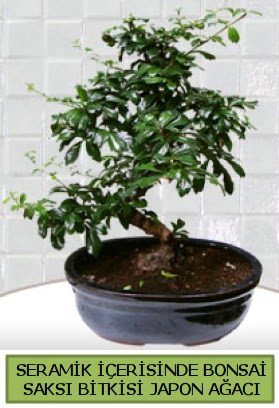 Seramik vazoda bonsai japon a�ac� bitkisi  Ankara �i�ek sipari�i sitesi 