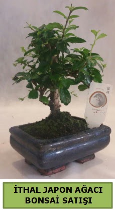 �thal japon a�ac� bonsai bitkisi sat���  Ankara �i�ek�i telefonlar� 