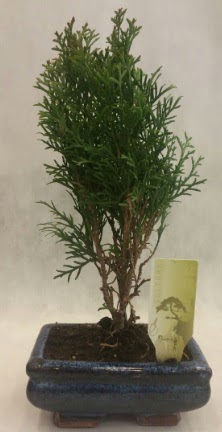 SINIRLI SAYIDA �R�N Selvi Bonsai  Ankara �nternetten �i�ek sipari�i 