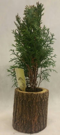 SINIRLI STOK Selvi Bonsai Do�al k�t�kte  Ankara �nternetten �i�ek sipari�i 