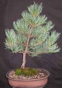 Bonsai �am a�ac� japon a�ac� bitkisi  Ankara �i�ek sipari�i sitesi 