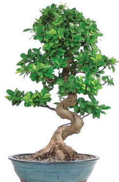 Yakla��k 70 cm y�ksekli�inde ithal bonsai  Ankara �i�ek�i telefonlar� 