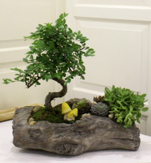 Ağaç kütük içerisinde bonsai ve sukulent  Ankara çiçek gönderme sitemiz güvenlidir 