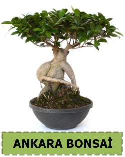 Bonsai sat���  Ankara �i�ek sat��� 