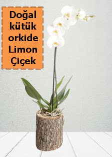 Do�al k�t�kte tek dall� beyaz orkide  Ankara �i�ek�i telefonlar� 