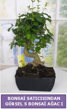 S dal e�rili�i bonsai japon a�ac�  Ankara �i�ek sat��� 