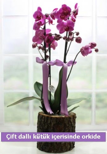 Do�al nat�rel k�t�k i�erisinde 2 dall� orkide