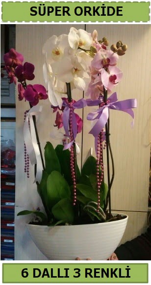 6 dall 3 renk zel vazoda orkide iei  Ankara iek sat 
