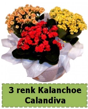 3 renk Kalanchoe Calandiva saks� bitkisi  Ankara �i�ek g�nderme 