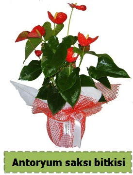 Antoryum saks� bitkisi b�y�k boy sat���  Ankara �i�ek , �i�ek�i , �i�ek�ilik 