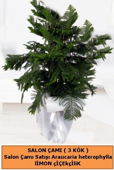Araucaria heterophylla Salon �am�  Ankara hediye �i�ek yolla 