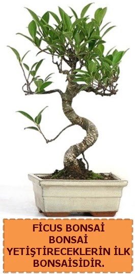 Ficus bonsai 15 ile 25 cm aras�ndad�r  Ankara �i�ek yolla 